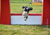 029 AGILITY HERMES -IDEM -3566 : 1er degré, 2016, 25 Septembre 2016, AGILITY HERMES, Dossard 8, IDEM