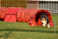 001 AGILITY HERMES -IRVAN -2524 : 2016, 25 Septembre 2016, AGILITY HERMES, Catégorie B, Dossard 45, IRVAN