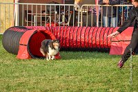 002 AGILITY HERMES -IRVAN -2526 : 2016, 25 Septembre 2016, AGILITY HERMES, Catégorie B, Dossard 45, IRVAN