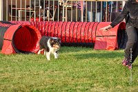 003 AGILITY HERMES -IRVAN -2527 : 2016, 25 Septembre 2016, AGILITY HERMES, Catégorie B, Dossard 45, IRVAN