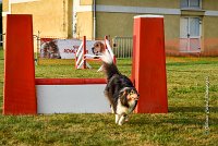 013 AGILITY HERMES -IRVAN -2538 : 2016, 25 Septembre 2016, AGILITY HERMES, Catégorie B, Dossard 45, IRVAN