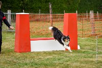 017 AGILITY HERMES -IRVAN -4179 : 2016, 25 Septembre 2016, 2ème degré, AGILITY HERMES, IRVAN, dossard  45