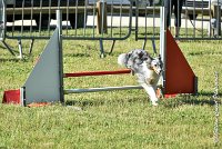 001 ELFY BLUE TENTATION -17062017-ATE 4071Epreuve ouverte : 17 JUIN 2017, 2017, AGILITY L'ISLE ADAM 2017, CAT.A, D04, ELFY BLUE TENTATION, EPREUVE OUVERTE