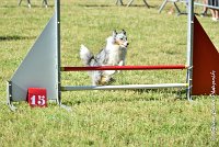 002 ELFY BLUE TENTATION -17062017-ATE 4072Epreuve ouverte : 17 JUIN 2017, 2017, AGILITY L'ISLE ADAM 2017, CAT.A, D04, ELFY BLUE TENTATION, EPREUVE OUVERTE