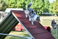 003 ELFY BLUE TENTATION -17062017-ATE 4074Epreuve ouverte : 17 JUIN 2017, 2017, AGILITY L'ISLE ADAM 2017, CAT.A, D04, ELFY BLUE TENTATION, EPREUVE OUVERTE