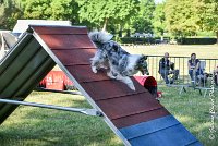 004 ELFY BLUE TENTATION -17062017-ATE 4075Epreuve ouverte : 17 JUIN 2017, 2017, AGILITY L'ISLE ADAM 2017, CAT.A, D04, ELFY BLUE TENTATION, EPREUVE OUVERTE