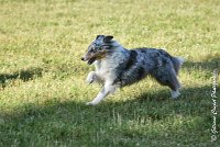 005 ELFY BLUE TENTATION -17062017-ATE 4077Epreuve ouverte : 17 JUIN 2017, 2017, AGILITY L'ISLE ADAM 2017, CAT.A, D04, ELFY BLUE TENTATION, EPREUVE OUVERTE