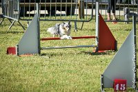 006 ELFY BLUE TENTATION -17062017-ATE 4078Epreuve ouverte : 17 JUIN 2017, 2017, AGILITY L'ISLE ADAM 2017, CAT.A, D04, ELFY BLUE TENTATION, EPREUVE OUVERTE