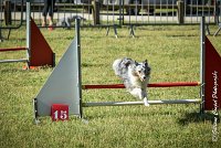 007 ELFY BLUE TENTATION -17062017-ATE 4079Epreuve ouverte : 17 JUIN 2017, 2017, AGILITY L'ISLE ADAM 2017, CAT.A, D04, ELFY BLUE TENTATION, EPREUVE OUVERTE