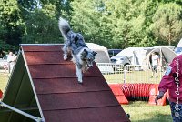 008 ELFY BLUE TENTATION -17062017-ATE 4080Epreuve ouverte : 17 JUIN 2017, 2017, AGILITY L'ISLE ADAM 2017, CAT.A, D04, ELFY BLUE TENTATION, EPREUVE OUVERTE