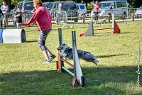 009 ELFY BLUE TENTATION -17062017-ATE 4081Epreuve ouverte : 17 JUIN 2017, 2017, AGILITY L'ISLE ADAM 2017, CAT.A, D04, ELFY BLUE TENTATION, EPREUVE OUVERTE