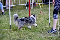 010 ELFY BLUE TENTATION -17062017-ATE 4083Epreuve ouverte : 17 JUIN 2017, 2017, AGILITY L'ISLE ADAM 2017, CAT.A, D04, ELFY BLUE TENTATION, EPREUVE OUVERTE