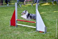 011 ELFY BLUE TENTATION -17062017-ATE 4084Epreuve ouverte : 17 JUIN 2017, 2017, AGILITY L'ISLE ADAM 2017, CAT.A, D04, ELFY BLUE TENTATION, EPREUVE OUVERTE