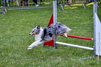 012 ELFY BLUE TENTATION -17062017-ATE 4085Epreuve ouverte : 17 JUIN 2017, 2017, AGILITY L'ISLE ADAM 2017, CAT.A, D04, ELFY BLUE TENTATION, EPREUVE OUVERTE