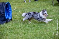 013 ELFY BLUE TENTATION -17062017-ATE 4086Epreuve ouverte : 17 JUIN 2017, 2017, AGILITY L'ISLE ADAM 2017, CAT.A, D04, ELFY BLUE TENTATION, EPREUVE OUVERTE