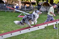 014 ELFY BLUE TENTATION -17062017-ATE 4087Epreuve ouverte : 17 JUIN 2017, 2017, AGILITY L'ISLE ADAM 2017, CAT.A, D04, ELFY BLUE TENTATION, EPREUVE OUVERTE