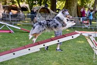 015 ELFY BLUE TENTATION -17062017-ATE 4088Epreuve ouverte : 17 JUIN 2017, 2017, AGILITY L'ISLE ADAM 2017, CAT.A, D04, ELFY BLUE TENTATION, EPREUVE OUVERTE