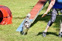 018 ELFY BLUE TENTATION -17062017-ATE 5203AGILITY 2 : 17 JUIN 2017, 2017, AGILITY 2, AGILITY L'ISLE ADAM 2017, CAT.A, D04, ELFY BLUE TENTATION