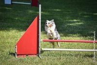 020 ELFY BLUE TENTATION -17062017-ATE 5205AGILITY 2 : 17 JUIN 2017, 2017, AGILITY 2, AGILITY L'ISLE ADAM 2017, CAT.A, D04, ELFY BLUE TENTATION