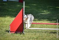 021 ELFY BLUE TENTATION -17062017-ATE 5206AGILITY 2 : 17 JUIN 2017, 2017, AGILITY 2, AGILITY L'ISLE ADAM 2017, CAT.A, D04, ELFY BLUE TENTATION