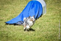 023 ELFY BLUE TENTATION -17062017-ATE 5208AGILITY 2 : 17 JUIN 2017, 2017, AGILITY 2, AGILITY L'ISLE ADAM 2017, CAT.A, D04, ELFY BLUE TENTATION