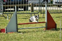 001AGI L ISLE ADAM - HANOUCK-17062017-ATE 4259Epreuve ouverte : 17 JUIN 2017, 2017, AGILITY L'ISLE ADAM 2017, CAT.A, D14, EPREUVE OUVERTE, HANOUCK