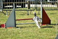 002AGI L ISLE ADAM - HANOUCK-17062017-ATE 4260Epreuve ouverte : 17 JUIN 2017, 2017, AGILITY L'ISLE ADAM 2017, CAT.A, D14, EPREUVE OUVERTE, HANOUCK