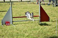 003AGI L ISLE ADAM - HANOUCK-17062017-ATE 4261Epreuve ouverte : 17 JUIN 2017, 2017, AGILITY L'ISLE ADAM 2017, CAT.A, D14, EPREUVE OUVERTE, HANOUCK