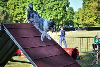 004AGI L ISLE ADAM - HANOUCK-17062017-ATE 4262Epreuve ouverte : 17 JUIN 2017, 2017, AGILITY L'ISLE ADAM 2017, CAT.A, D14, EPREUVE OUVERTE, HANOUCK