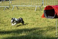 005AGI L ISLE ADAM - HANOUCK-17062017-ATE 4263Epreuve ouverte : 17 JUIN 2017, 2017, AGILITY L'ISLE ADAM 2017, CAT.A, D14, EPREUVE OUVERTE, HANOUCK