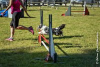 006AGI L ISLE ADAM - HANOUCK-17062017-ATE 4264Epreuve ouverte : 17 JUIN 2017, 2017, AGILITY L'ISLE ADAM 2017, CAT.A, D14, EPREUVE OUVERTE, HANOUCK