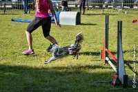 007AGI L ISLE ADAM - HANOUCK-17062017-ATE 4265Epreuve ouverte : 17 JUIN 2017, 2017, AGILITY L'ISLE ADAM 2017, CAT.A, D14, EPREUVE OUVERTE, HANOUCK