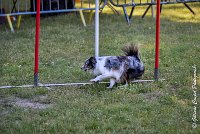 008AGI L ISLE ADAM - HANOUCK-17062017-ATE 4267Epreuve ouverte : 17 JUIN 2017, 2017, AGILITY L'ISLE ADAM 2017, CAT.A, D14, EPREUVE OUVERTE, HANOUCK