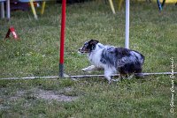 009AGI L ISLE ADAM - HANOUCK-17062017-ATE 4268Epreuve ouverte : 17 JUIN 2017, 2017, AGILITY L'ISLE ADAM 2017, CAT.A, D14, EPREUVE OUVERTE, HANOUCK