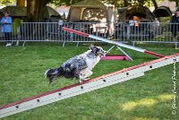 012AGI L ISLE ADAM - HANOUCK-17062017-ATE 4275Epreuve ouverte : 17 JUIN 2017, 2017, AGILITY L'ISLE ADAM 2017, CAT.A, D14, EPREUVE OUVERTE, HANOUCK