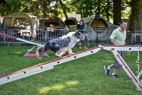 013AGI L ISLE ADAM - HANOUCK-17062017-ATE 4276Epreuve ouverte : 17 JUIN 2017, 2017, AGILITY L'ISLE ADAM 2017, CAT.A, D14, EPREUVE OUVERTE, HANOUCK