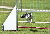 015AGI L ISLE ADAM - HANOUCK-17062017-ATE 5373AGILITY 3 : 17 JUIN 2017, 2017, AGILITY 3, AGILITY L'ISLE ADAM 2017, CAT.A, D14, HANOUCK