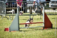 001 HAPPIE -17062017-ATE 4150Epreuve ouverte : 17 JUIN 2017, 2017, AGILITY L'ISLE ADAM 2017, CAT.A, D07, EPREUVE OUVERTE, HAPPIE