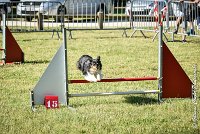 002 HAPPIE -17062017-ATE 4151Epreuve ouverte : 17 JUIN 2017, 2017, AGILITY L'ISLE ADAM 2017, CAT.A, D07, EPREUVE OUVERTE, HAPPIE