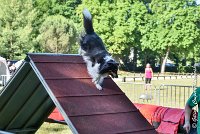 003 HAPPIE -17062017-ATE 4152Epreuve ouverte : 17 JUIN 2017, 2017, AGILITY L'ISLE ADAM 2017, CAT.A, D07, EPREUVE OUVERTE, HAPPIE