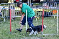 006 HAPPIE -17062017-ATE 4155Epreuve ouverte : 17 JUIN 2017, 2017, AGILITY L'ISLE ADAM 2017, CAT.A, D07, EPREUVE OUVERTE, HAPPIE