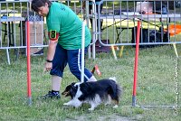 007 HAPPIE -17062017-ATE 4156Epreuve ouverte : 17 JUIN 2017, 2017, AGILITY L'ISLE ADAM 2017, CAT.A, D07, EPREUVE OUVERTE, HAPPIE