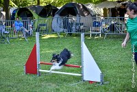 011 HAPPIE -17062017-ATE 4161Epreuve ouverte : 17 JUIN 2017, 2017, AGILITY L'ISLE ADAM 2017, CAT.A, D07, EPREUVE OUVERTE, HAPPIE