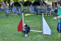 012 HAPPIE -17062017-ATE 4162Epreuve ouverte : 17 JUIN 2017, 2017, AGILITY L'ISLE ADAM 2017, CAT.A, D07, EPREUVE OUVERTE, HAPPIE