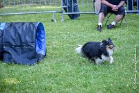 013 HAPPIE -17062017-ATE 4163Epreuve ouverte : 17 JUIN 2017, 2017, AGILITY L'ISLE ADAM 2017, CAT.A, D07, EPREUVE OUVERTE, HAPPIE