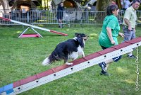 015 HAPPIE -17062017-ATE 4165Epreuve ouverte : 17 JUIN 2017, 2017, AGILITY L'ISLE ADAM 2017, CAT.A, D07, EPREUVE OUVERTE, HAPPIE