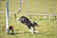 017 HAPPIE -17062017-ATE 5140AGILITY 2 : 17 JUIN 2017, 2017, AGILITY 2, AGILITY L'ISLE ADAM 2017, CAT.A, D08, HAPPIE