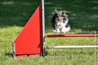 024 HAPPIE -17062017-ATE 5148AGILITY 2 : 17 JUIN 2017, 2017, AGILITY 2, AGILITY L'ISLE ADAM 2017, CAT.A, D08, HAPPIE