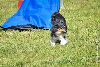 026 HAPPIE -17062017-ATE 5151AGILITY 2 : 17 JUIN 2017, 2017, AGILITY 2, AGILITY L'ISLE ADAM 2017, CAT.A, D08, HAPPIE