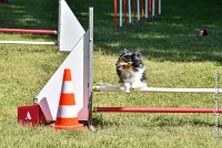 028 HAPPIE -17062017-ATE 5153AGILITY 2 : 17 JUIN 2017, 2017, AGILITY 2, AGILITY L'ISLE ADAM 2017, CAT.A, D08, HAPPIE